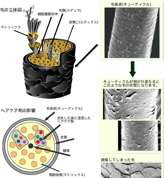 毛の構造