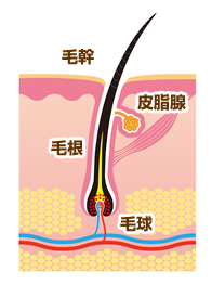 喫煙の薄毛への影響