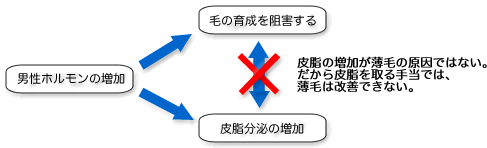 皮脂と薄毛の関係